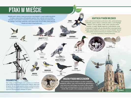 Ptaki w mieście