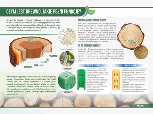 Czym jest drewno, jakie pełni funkcje