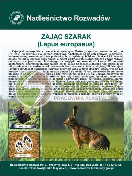 Zając