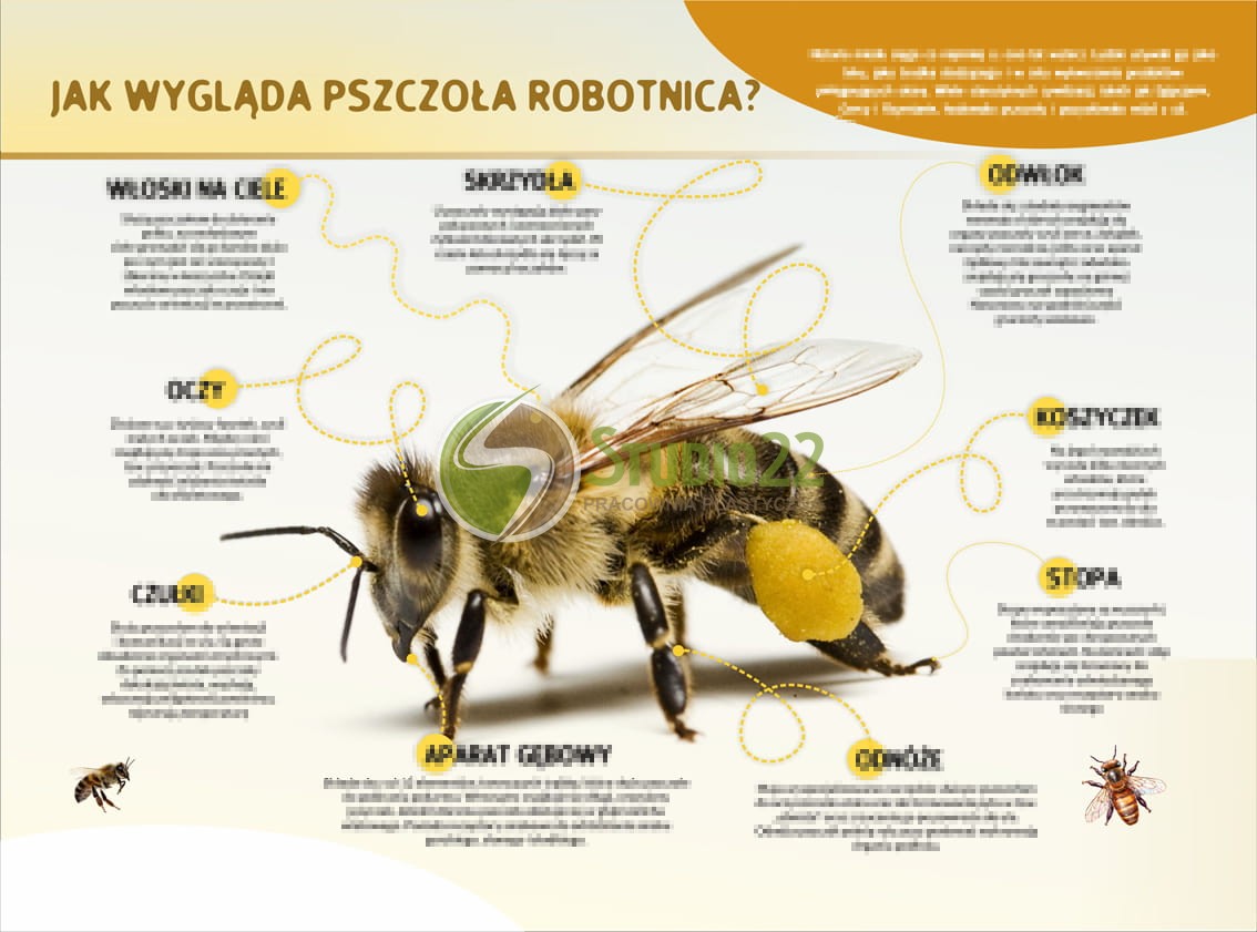 Jak wygląda pszczoła robotnica?