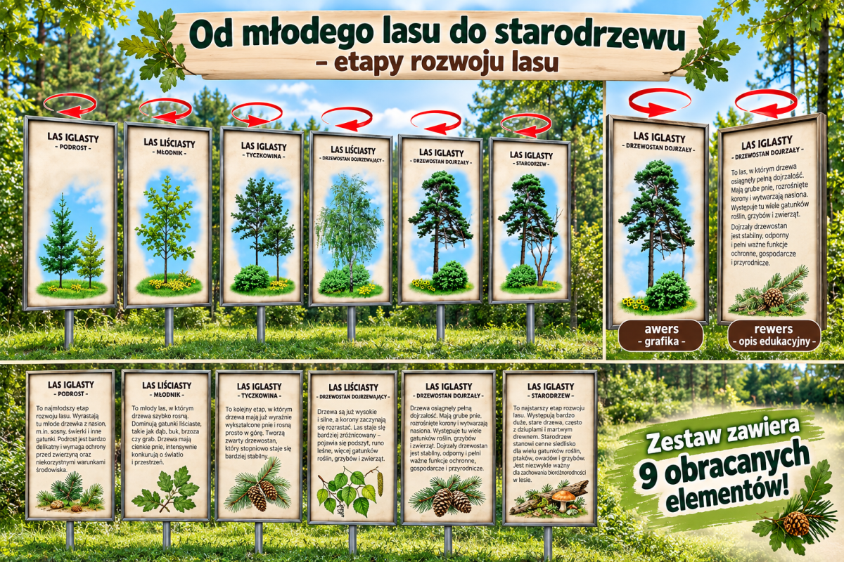 Jak Rośnie Las