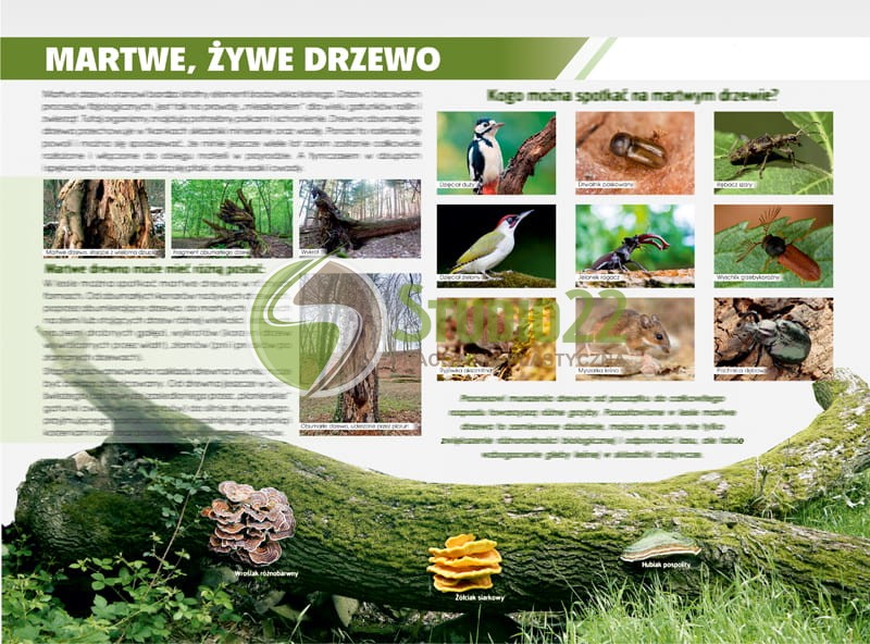 Martwe drzewo, pełne życia