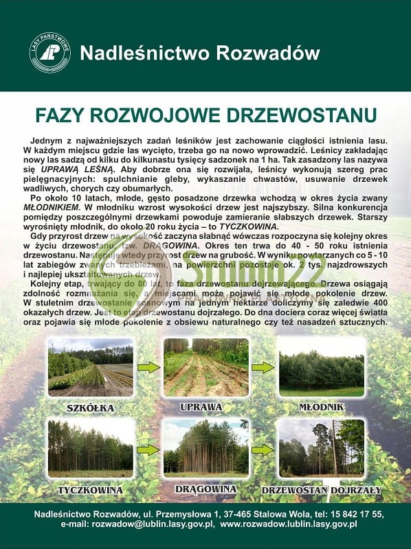 Fazy rozwojowe drzewostanu