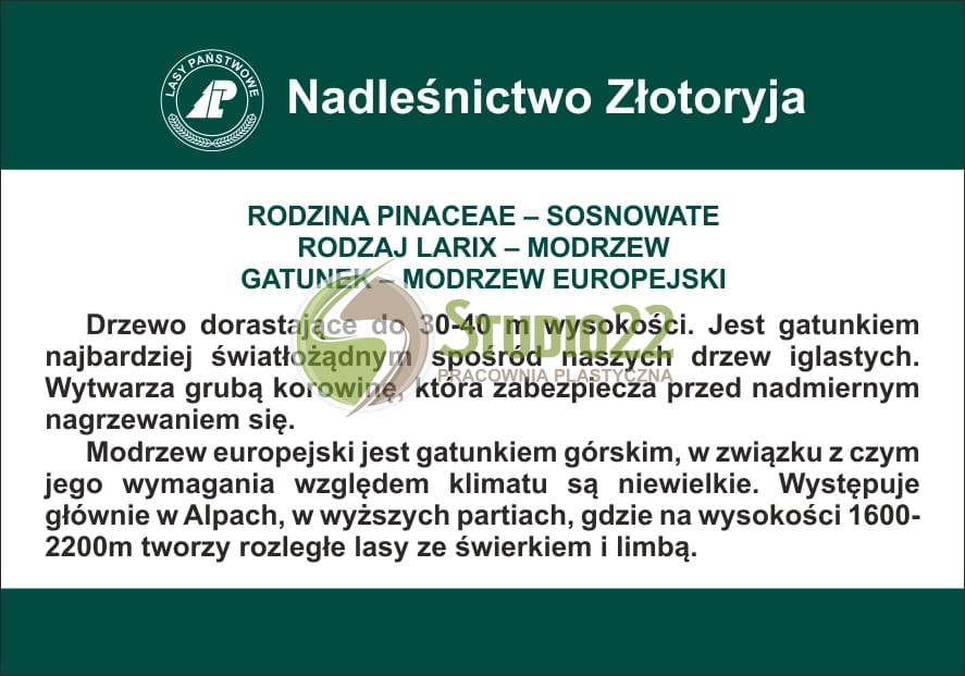 Modrzew europejski