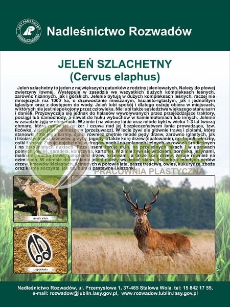 Jeleń szlachetny