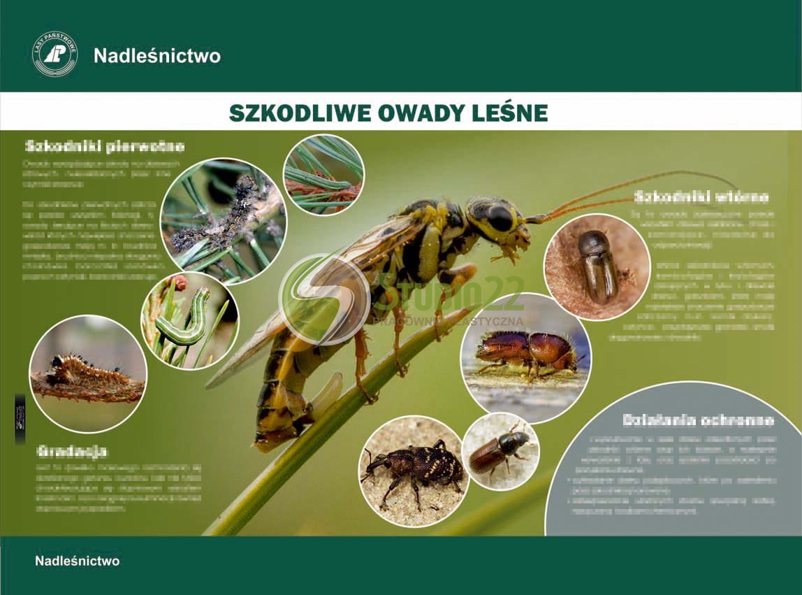 Szkodliwe owady leśne