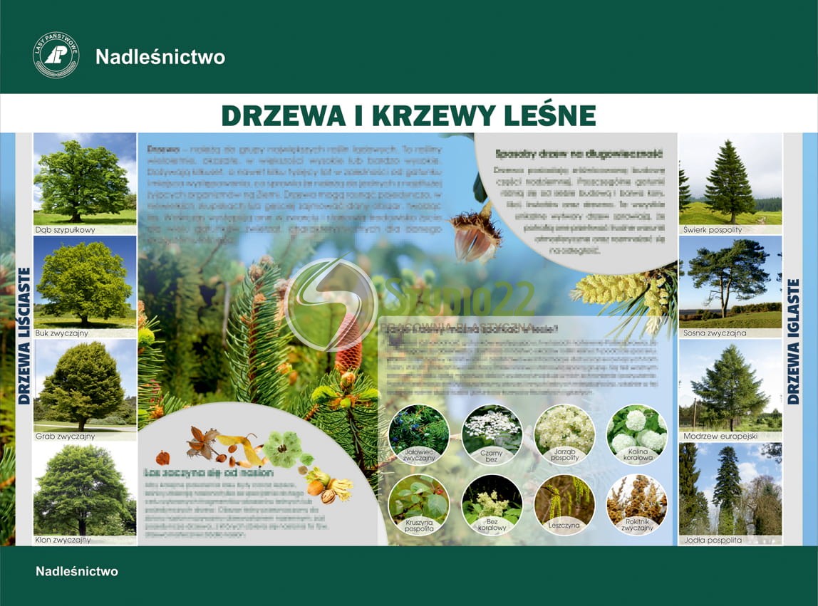 Drzewa i krzewy leśne