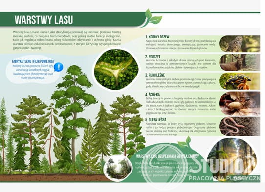 Warstwy lasu