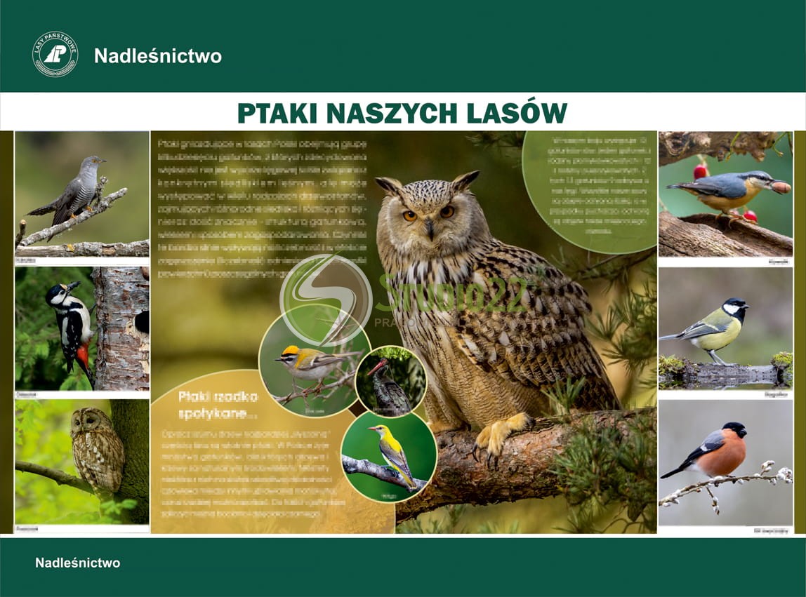 Ptaki naszych lasów