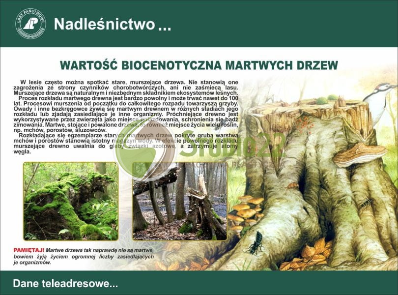 Wartość biocenotyczna martwych drzew