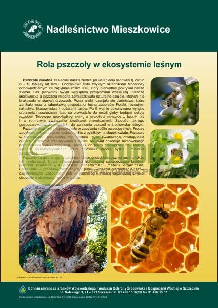 Rola pszczoły