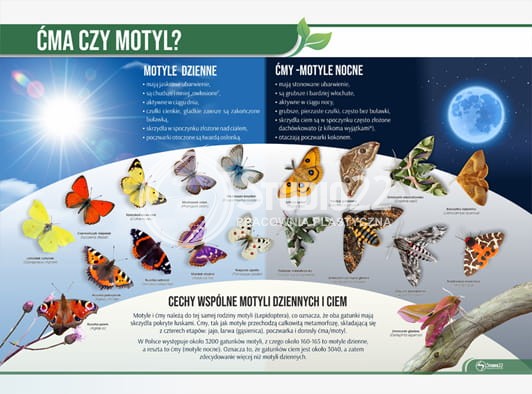 Ćma czy motyl