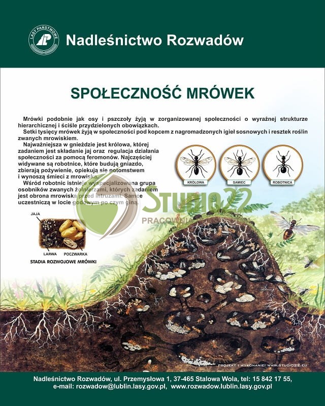 Społeczność mrówek
