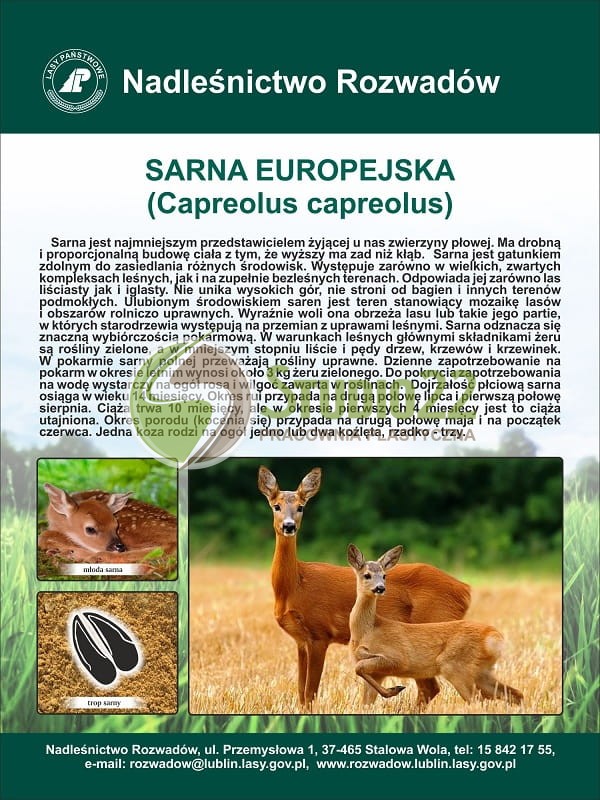 Sarna europejska