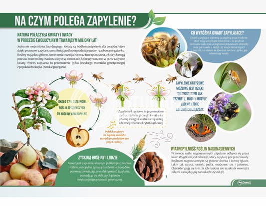 Na czym polega zapylenie