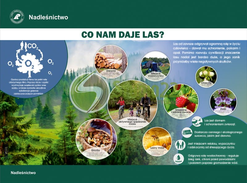 Co nam daje las