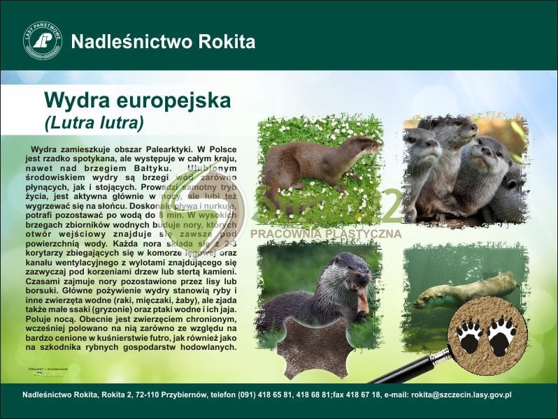 Wydra europejska