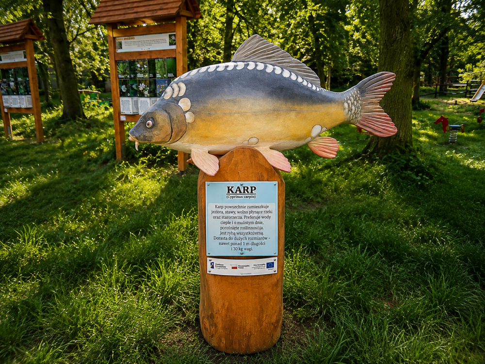 RZEŹBA - ryby słodkowodnej – Karp