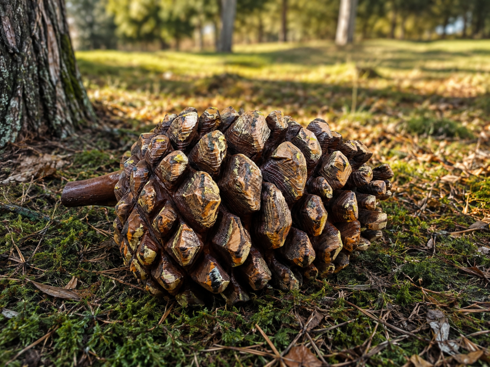 RZEŹBA EDUKACYJNA – Szyszka sosnowa