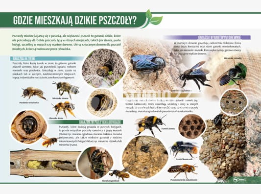 Gdzie mieszkają dzikie pszczoły