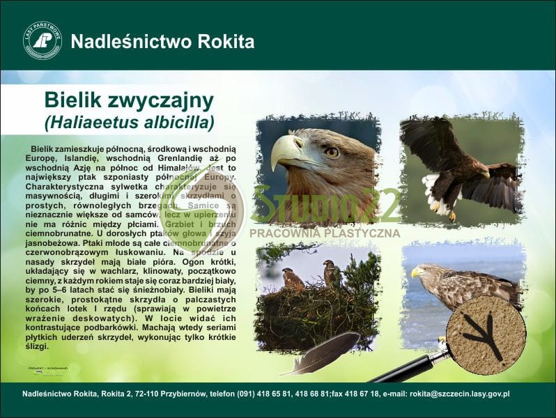 Bielik zwyczajny